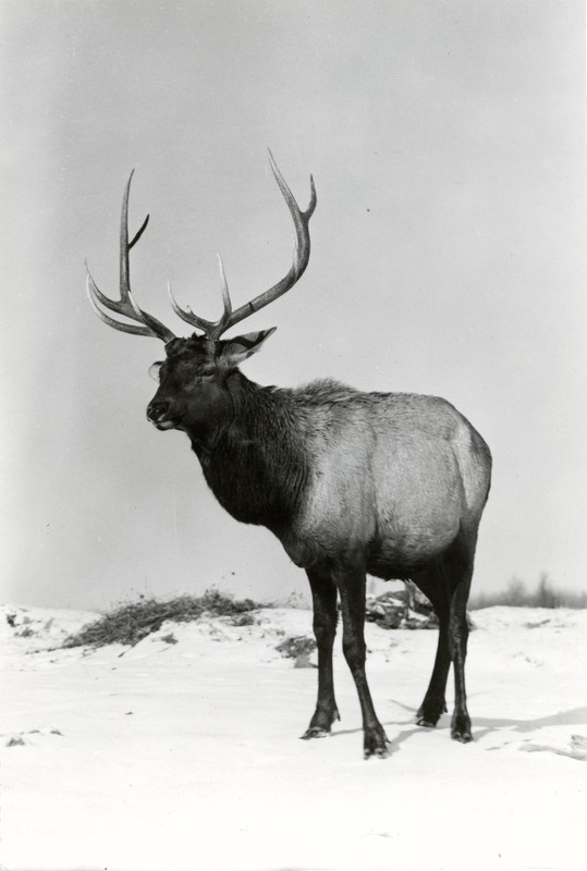 Elk, Deer, Barren ground Caribou, Fawn