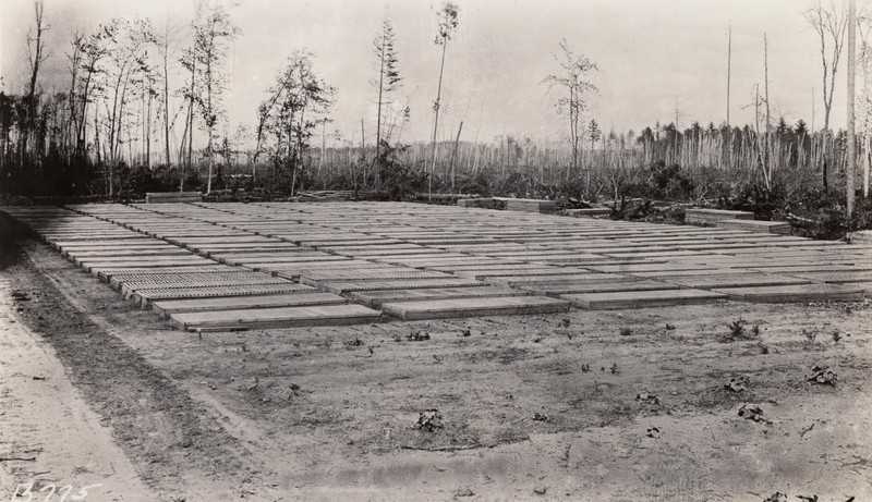 Plant, Sky, Wood, Land lot