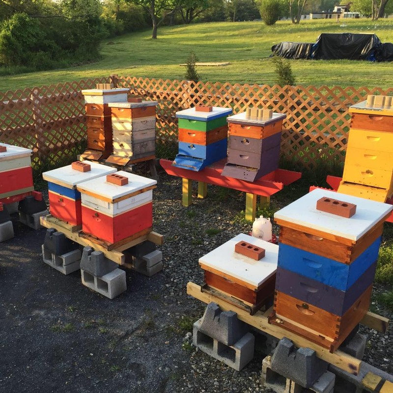 Douglas Bees and Planting Hope Apiary