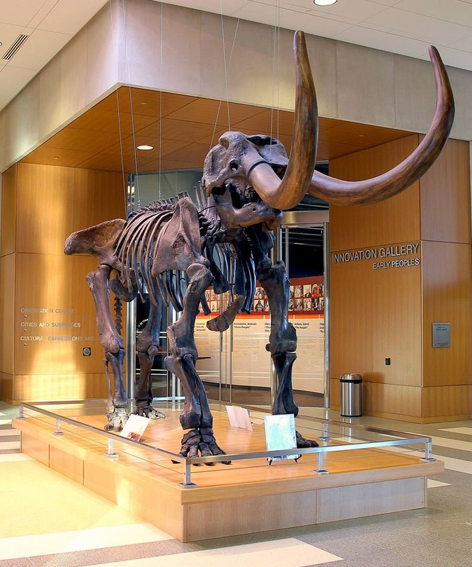 This mastodon skeleton stands in the museum lobby.