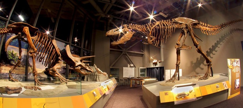 The T-Rex and Triceratops skeletons on display in the Adaptation gallery.