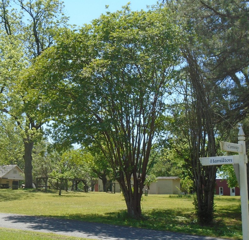 Crape Myrtle in spring