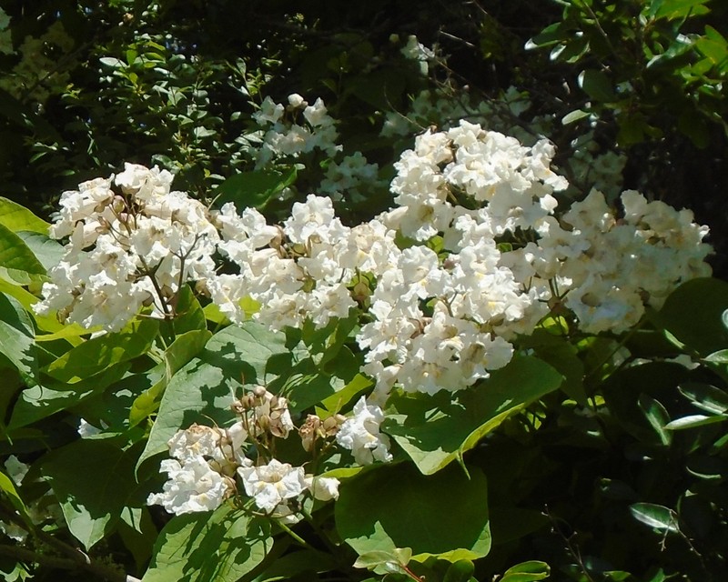 White catalpa flowers that bloom in the spring