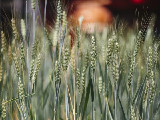 Plant, Terrestrial plant, Grass, Agriculture