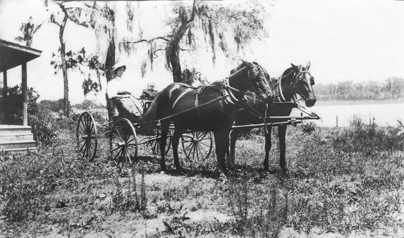 Horse, Wheel, Vertebrate, Plant