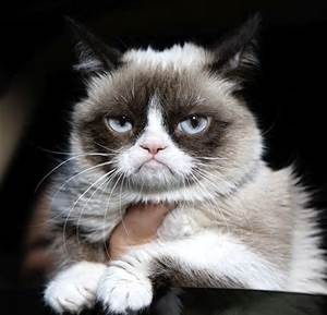 Tarder Sauce "Grumpy Cat"