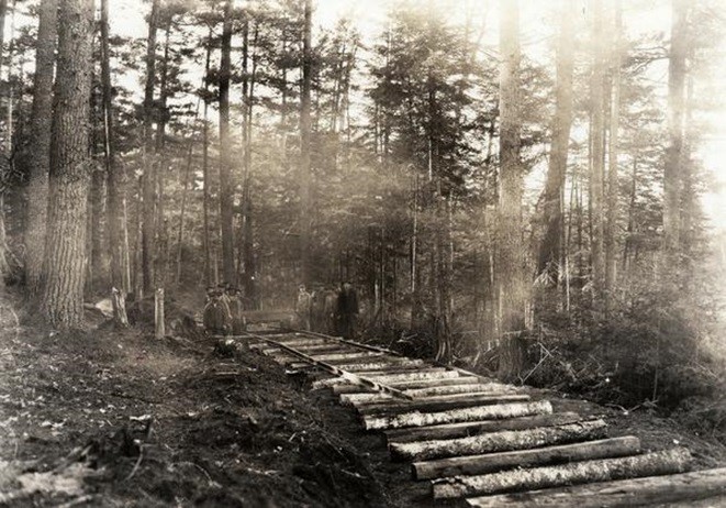 Plant, Wood, Natural landscape, Tree