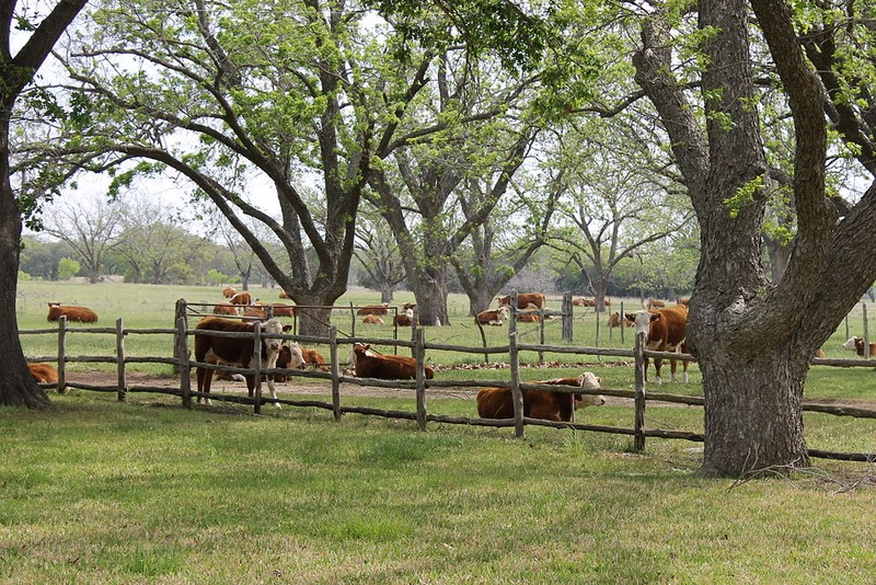 "Cattle at LBJ National Historical Park IMG 1487" by Billy Hathorn - Own work. Licensed under Public Domain via Wikimedia Commons - https://commons.wikimedia.org/wiki/File:Cattle_at_LBJ_National_Historical_Park_IMG_1487.JPG#/media/File:Cattle_at_LBJ_