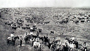 Cattle drive up the Chisholm Trail