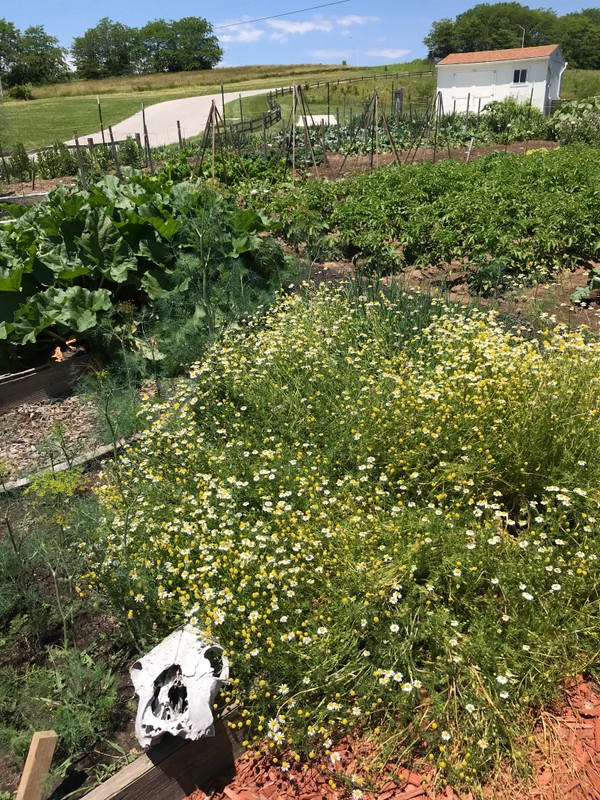 Flower, Plants, Groundcover, Flowering plant