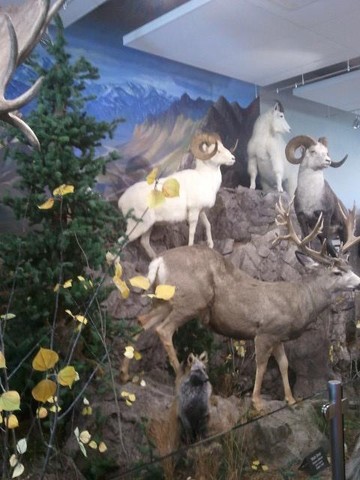 The museum includes a variety of displays that highlight the biodiversity of the region. 