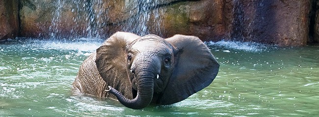 Elephant Kedar in pool, photo taken by Jackie Curts