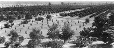 partial view of the Sahuaro Ranch Orchards in 1898