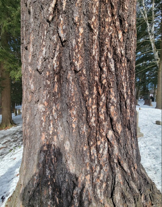 Brown, Wood, Branch, Tree