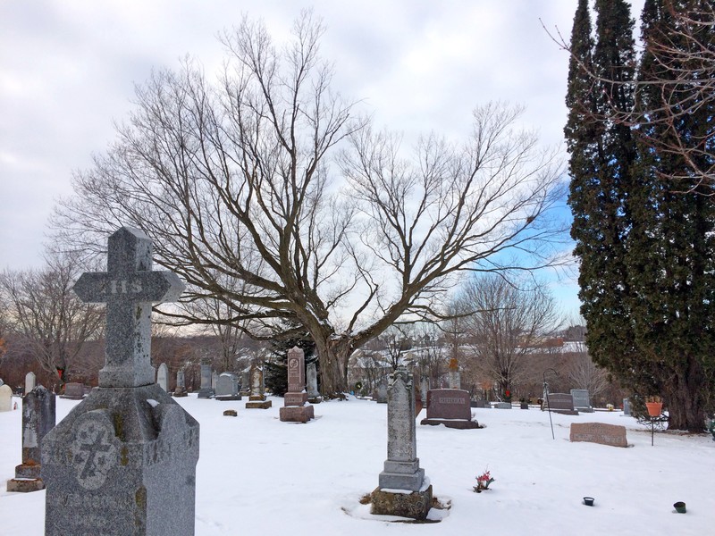 The cemetery is centered around a tree known as the Annie Donahue Maple.