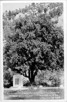 The Mother Orange Tree in 1856