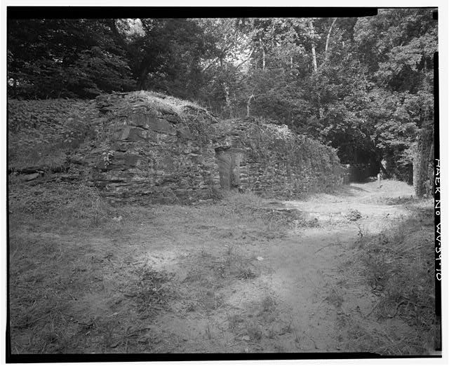 Plant, Natural landscape, Black-and-white, Tree