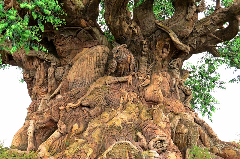 Tree of Life in Animal Kingdom