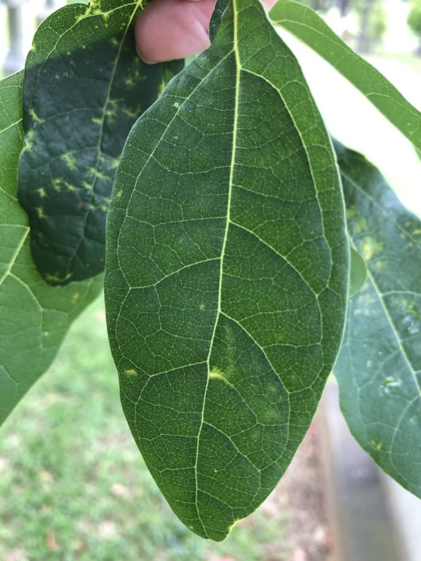 Leaf, Terrestrial plant, Flowering plant, Annual plant