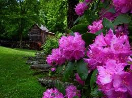 Two variations of rhododendron thrive throughout the park and their blooming season last from mid-May through July. The rhododendron catawbiense blooms early, followed by the rhododendron maximum, which is pink and also the state flower.