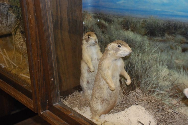 Gopher on display at the WVU Natural History Museum. 