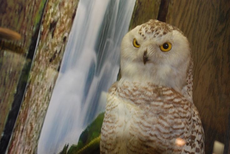 Snowy owl on display at the WVU Natural History Museum. 