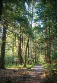 One of the many hiking trails available to tour the park.
Photo Credit: Morgantown Mag (August 2013)