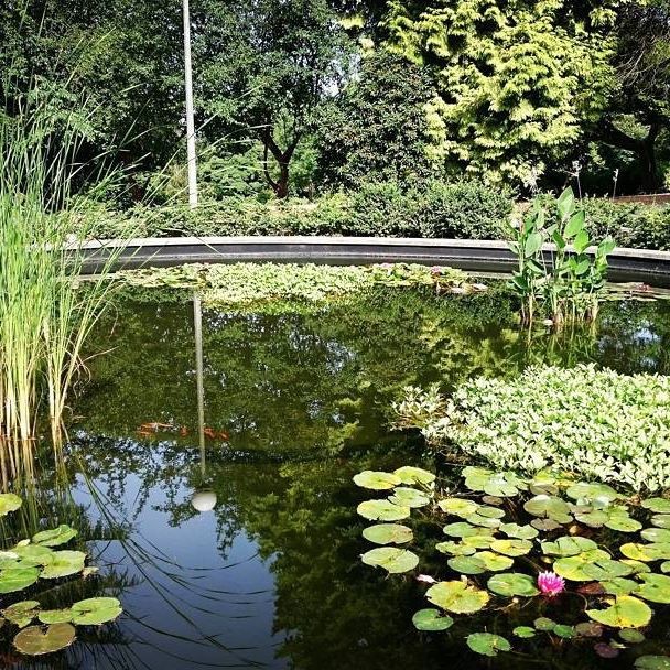 Volunteer Park Ponds