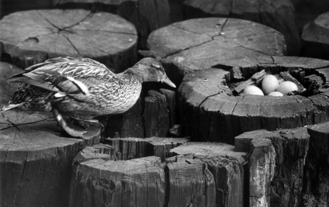 In April 1945, Gertie the Duck began to lay her eggs on a piling just south of the Wisconsin Ave. bridge in downtown Milwaukee.

Photo from the Journal Sentinel Files.