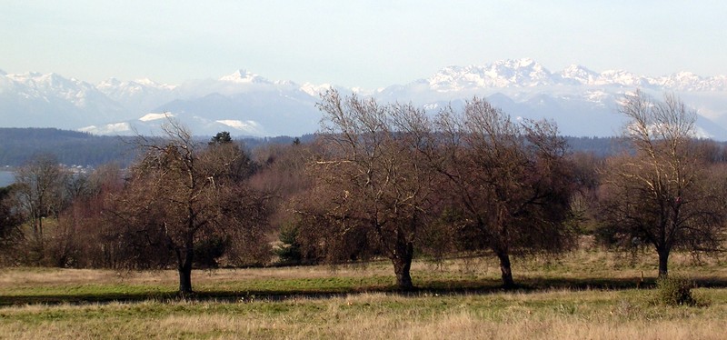 Olympic Mountain Range from Discovery Park