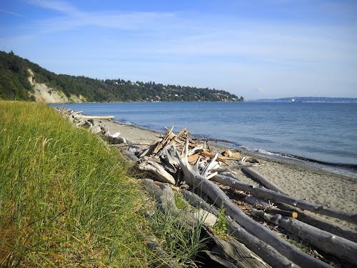 White Berries, Discovery Park, Seattle., sea turtle