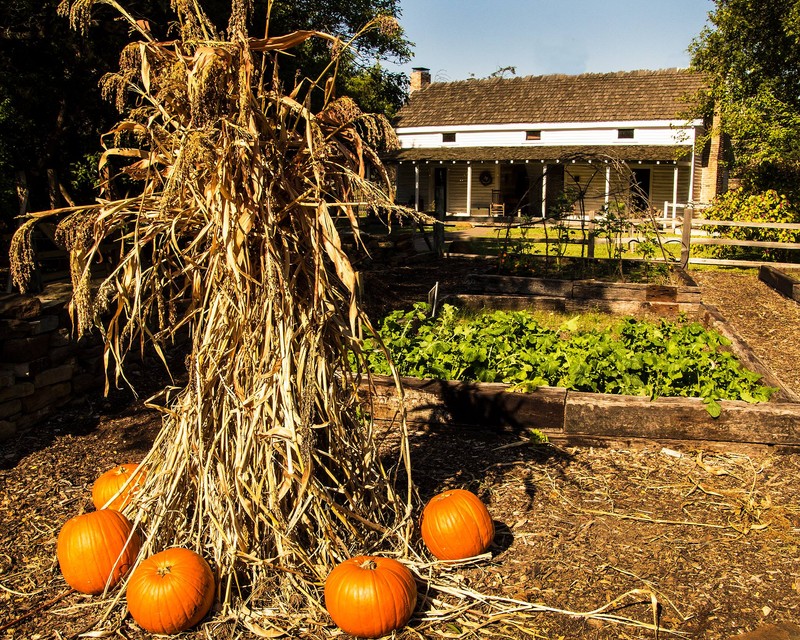 Plant, Pumpkin, Nature, Leaf