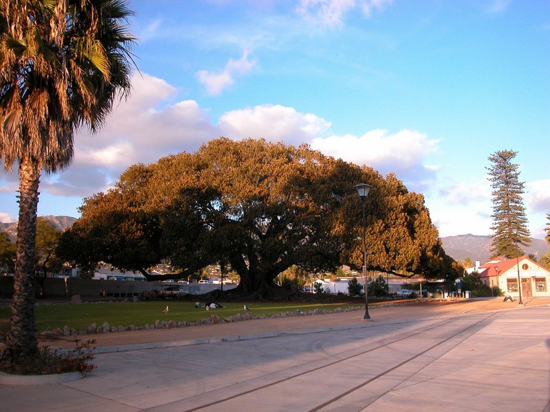 The tree's grandeur can be seen from a distance.