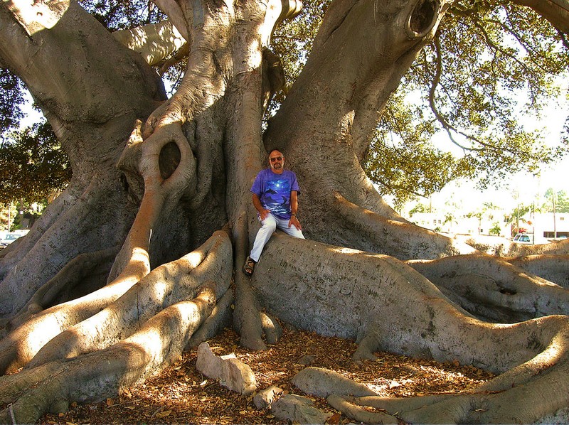 The person in the image provides scale to the tree's root system.