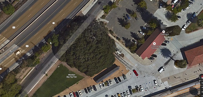 A satellite image of the tree.