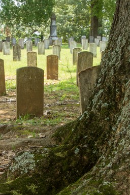 Famous Headstone in a tree