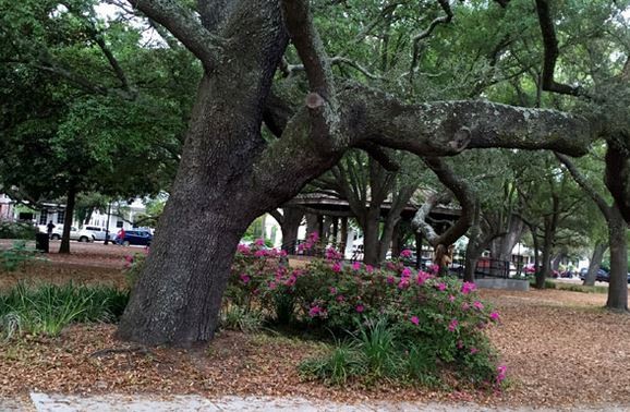 Seville Square sits under gorgeous oak trees.