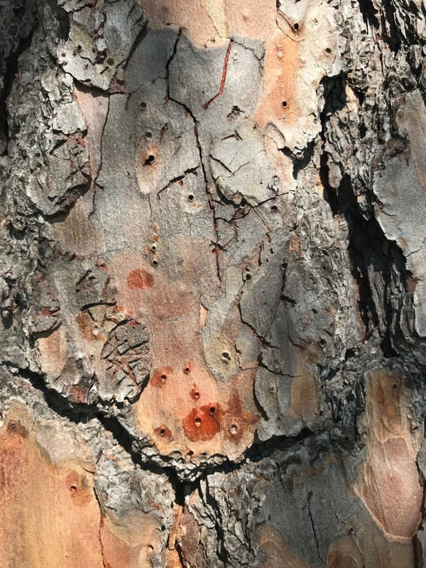 Brown, Wood, Organism, Trunk