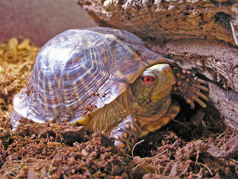 The male box turtle, part of the Homer Lake Wildlife Exhibit.