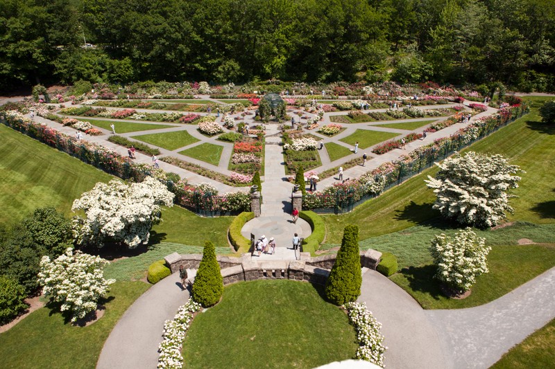 The rose garden