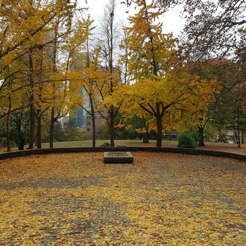 A few of the many deciduous trees in the park