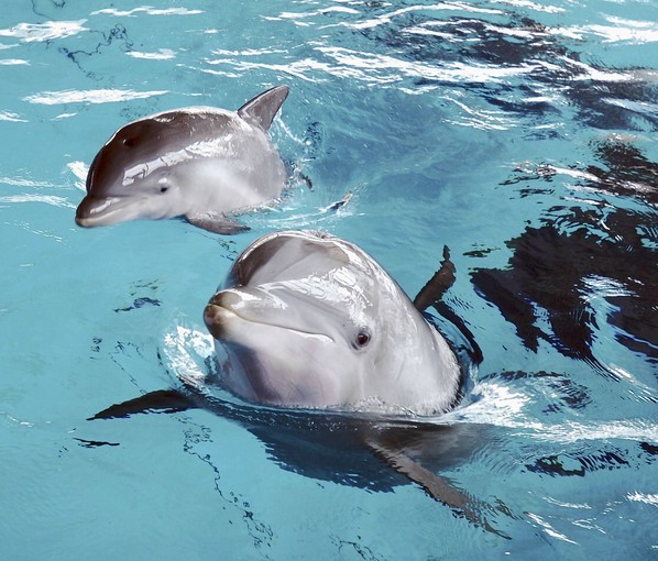 Beau, Foster, Nani, Maya, Spirit, Chesapeake, Bayley, and Jade are the names of the eight Atlantic bottlenose dolphins.