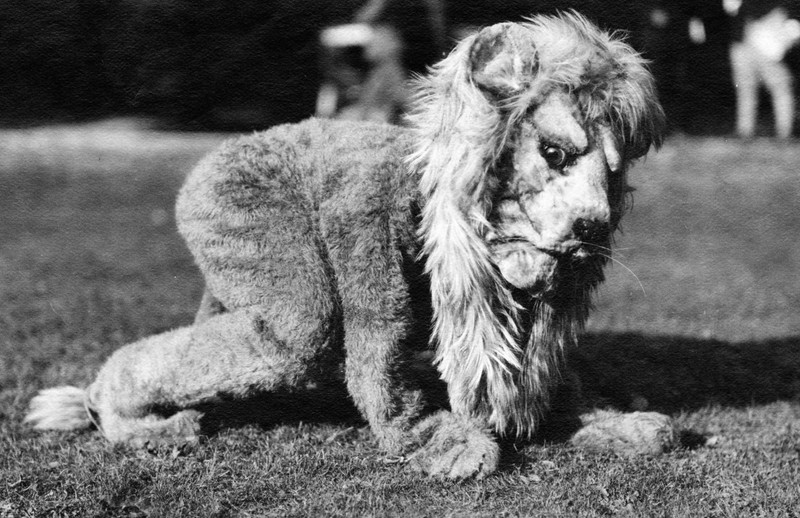 This picture from 1922, from the Happy Valley website, is of the original Nittany Lion. The mascot has taken on many different forms throughout the years. 