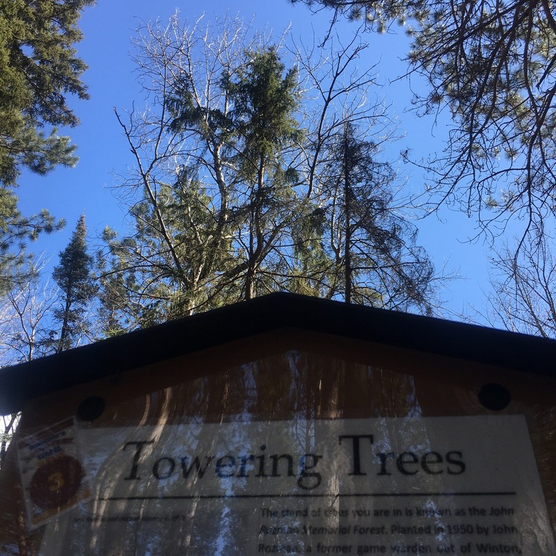 Towering Trees 