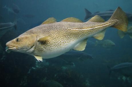 The Navy named the ship after the gadoid fish. During World War II, it was a common practice to name ships after fish.