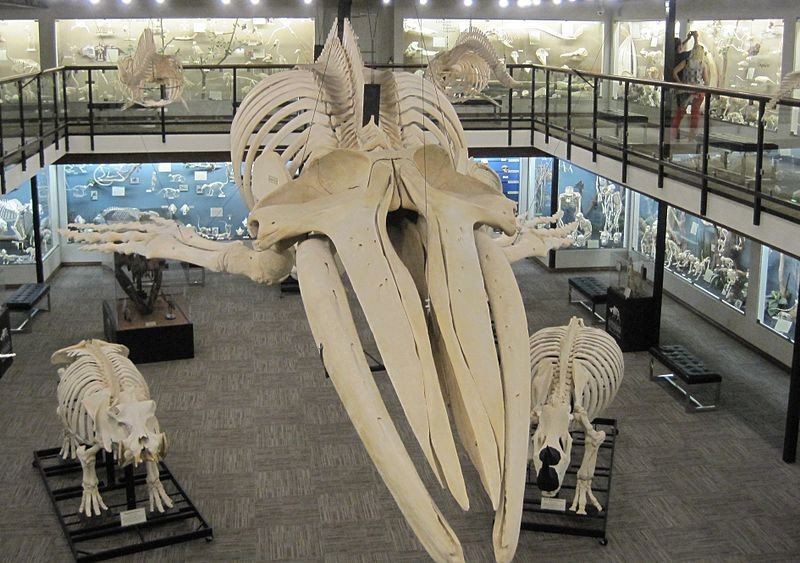 An exhibit at the Museum of Osteology.