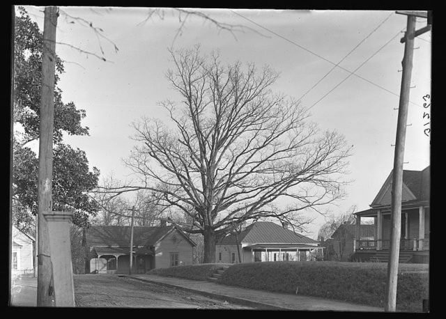 This is an original photo of the 1st Tree That Owned Itself.