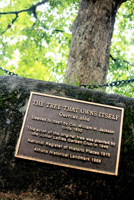 Is it a picture of one of the plaques that surrounds The Tree That Owns Itself.