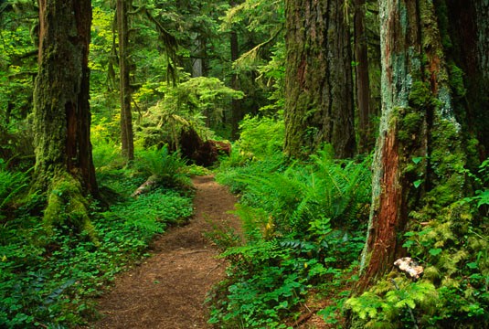 Mt. Hood National Forest