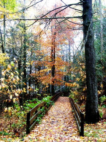 Boardwalk in the fall